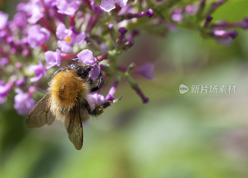 Common Carder Bee (Bombus pascuorum) on Buddleia